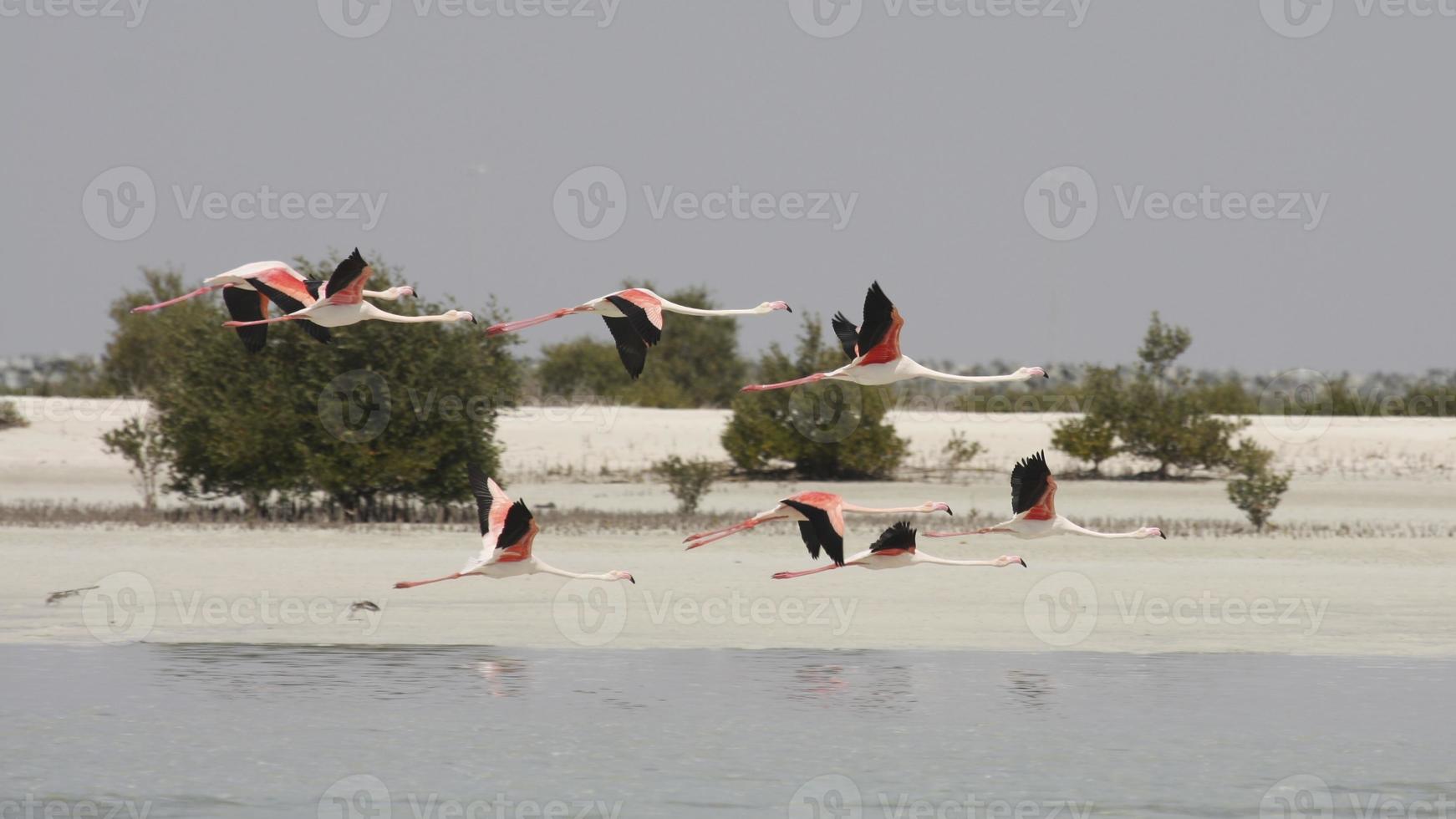 flamingo maior foto