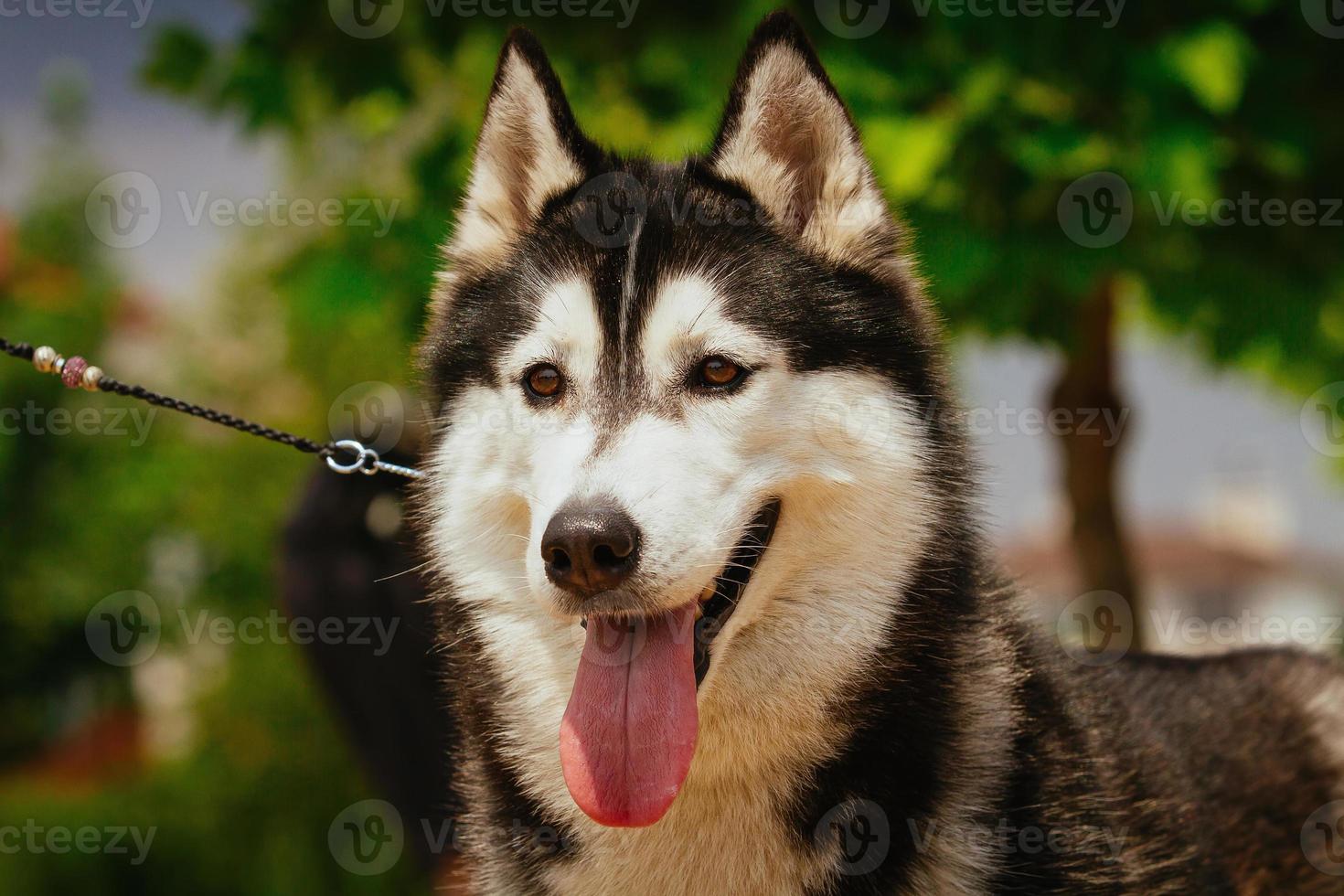 retrato de um cachorrinho husky. foto