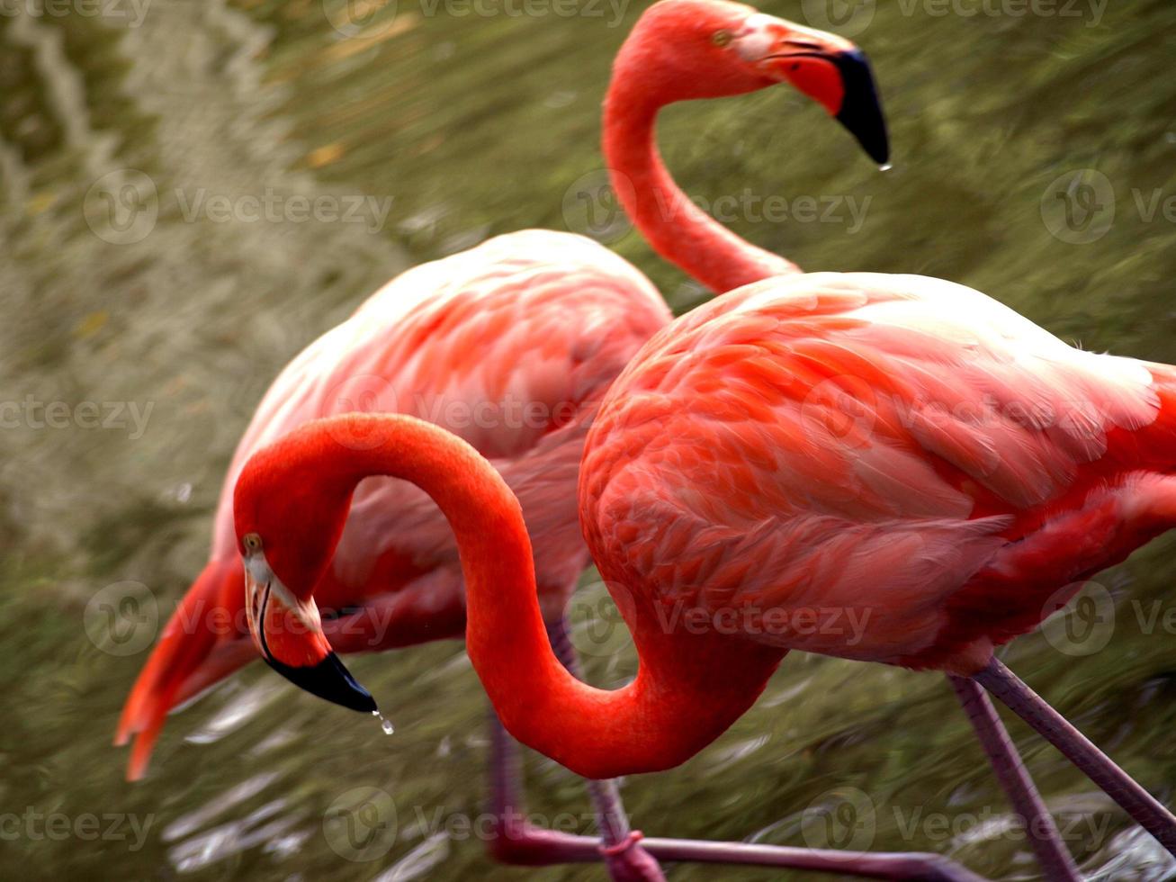 flamingos do caribe foto