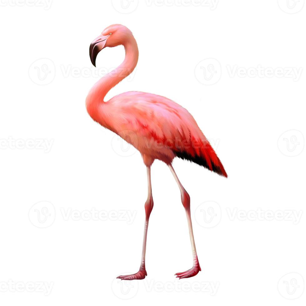 flamingo isolado no fundo branco foto