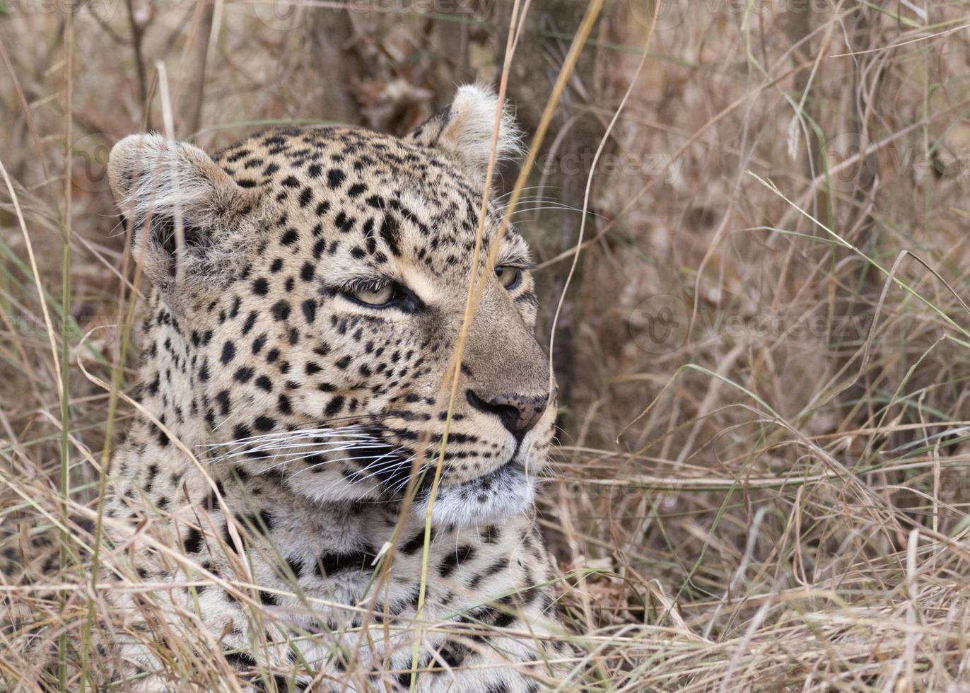 leopardo africano foto