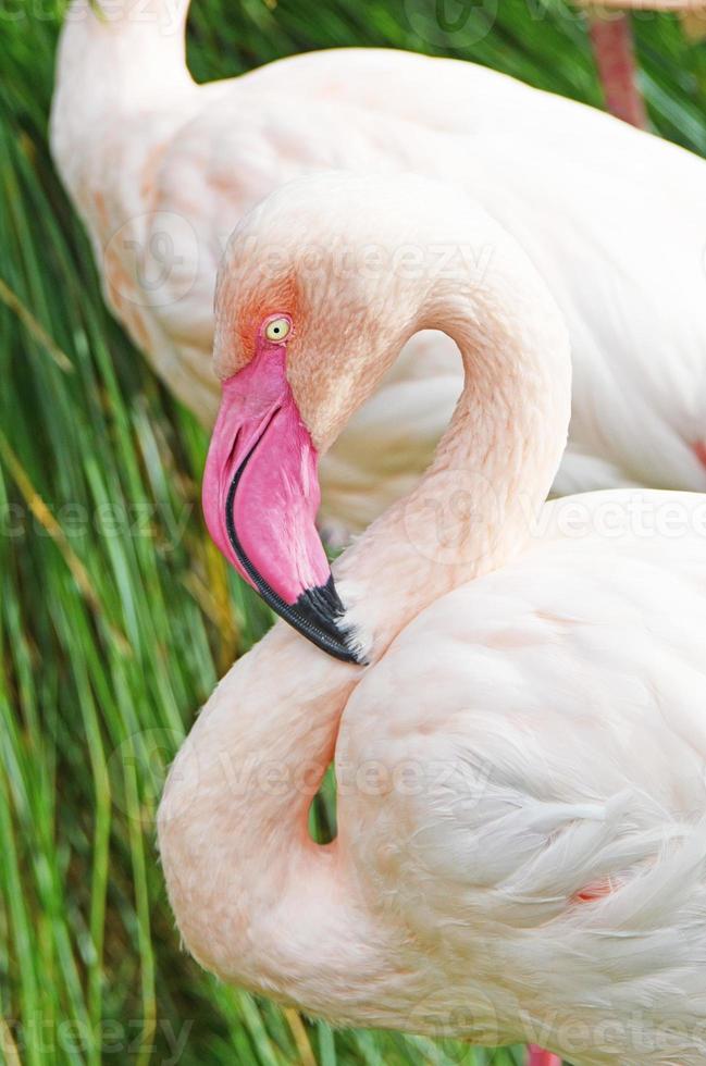detalhe de flamingo rosa foto