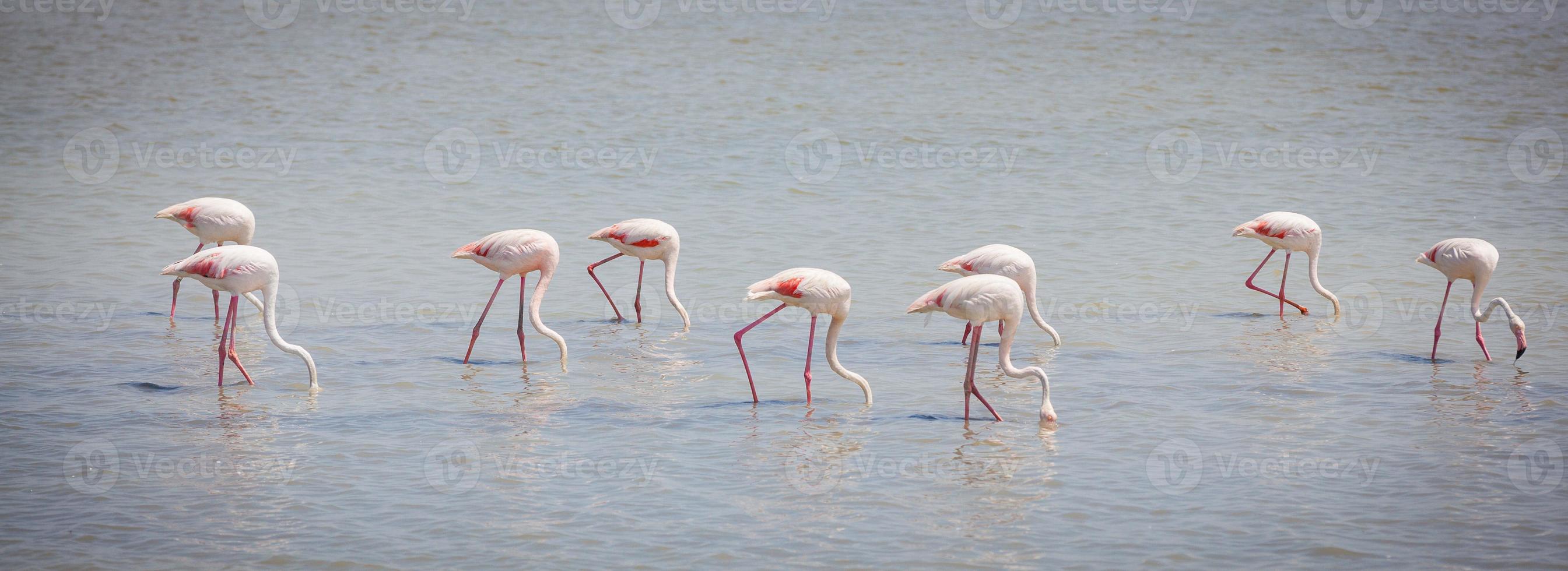 flamingos camargue provence foto