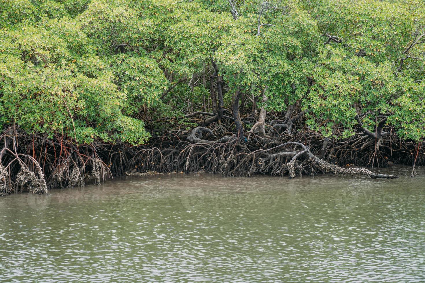 floresta de mangue, folhagem verde acima da linha d'água e raízes com vida marinha subaquática, mar brasileiro foto