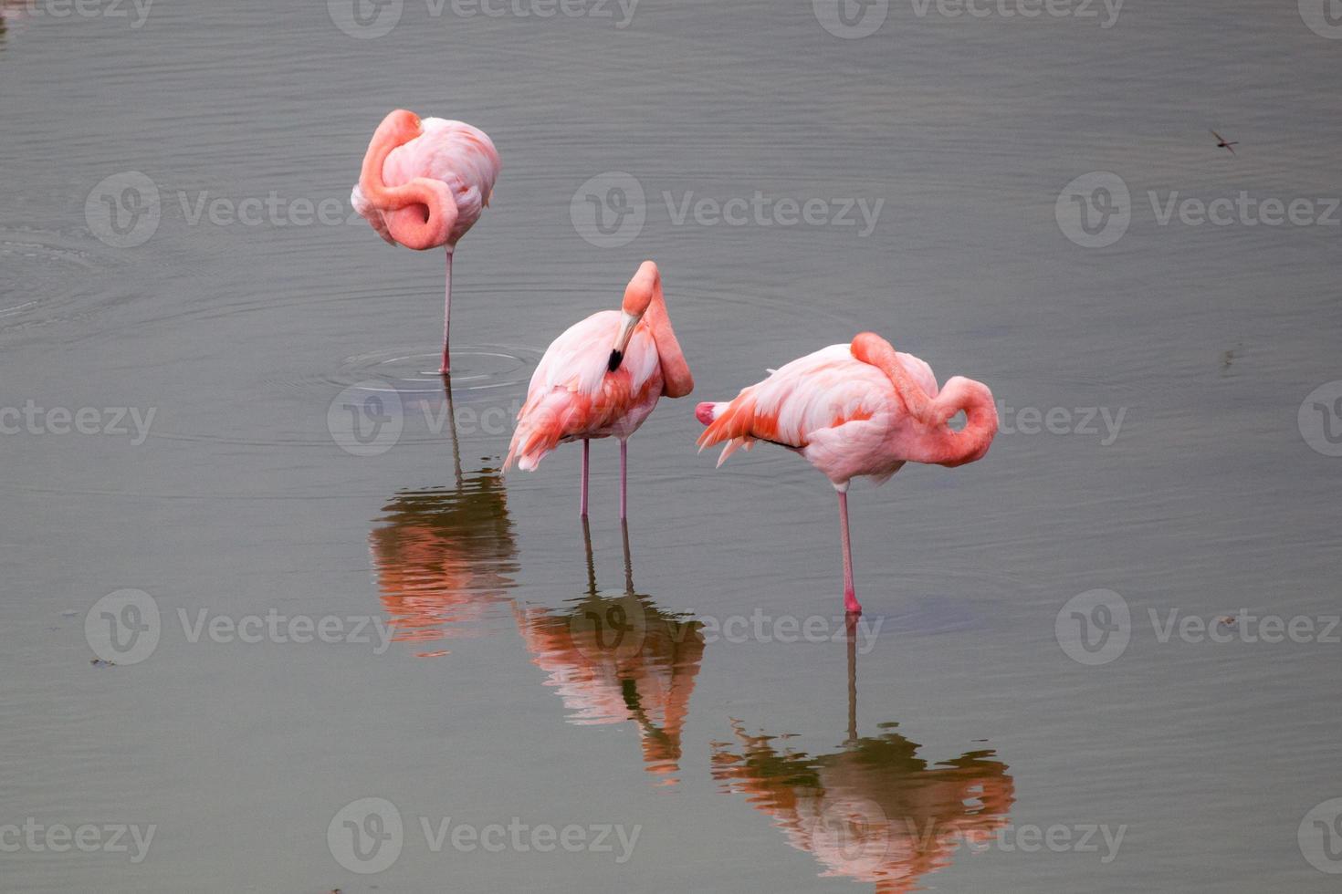 flamingos maiores na água nas Ilhas Galápagos foto