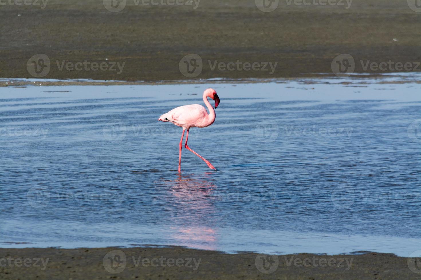 flamingos no oceano perto de swakopmund. foto
