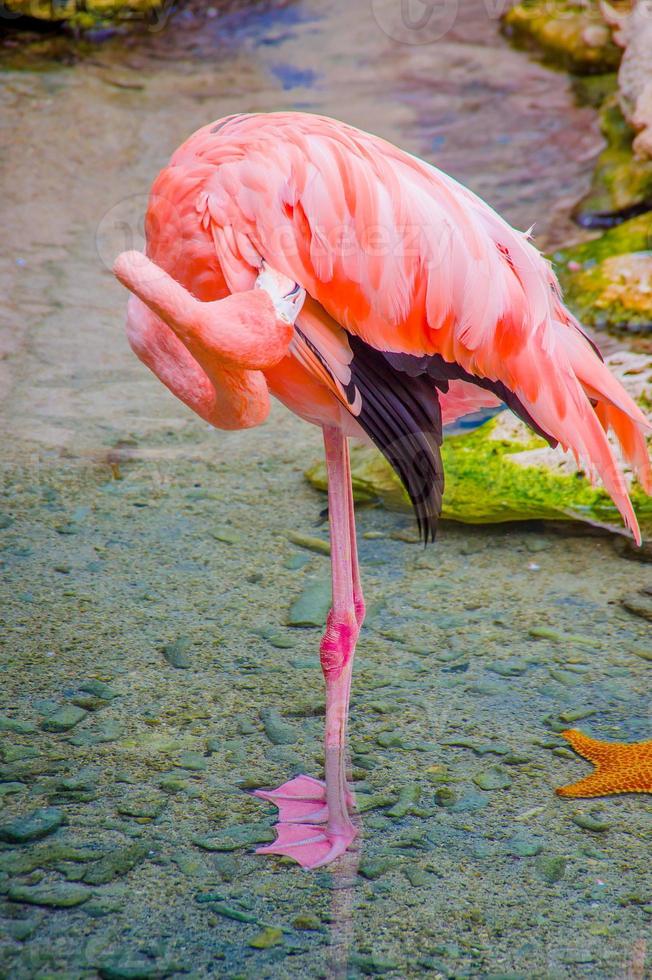 flamingos cor de rosa close-up, detalhe foto