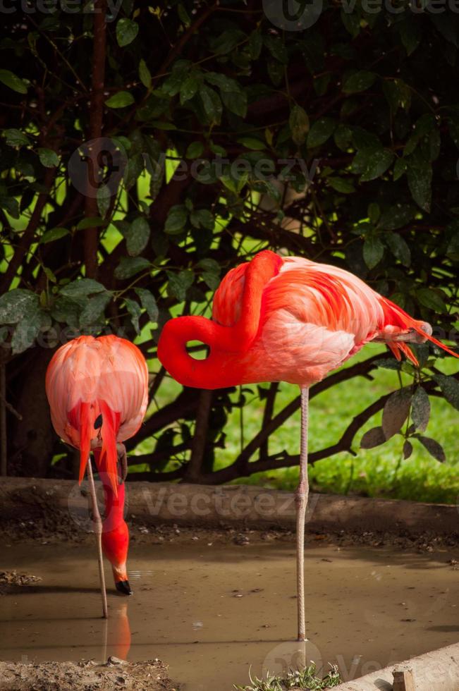 flamingo no zoológico de lisboa foto