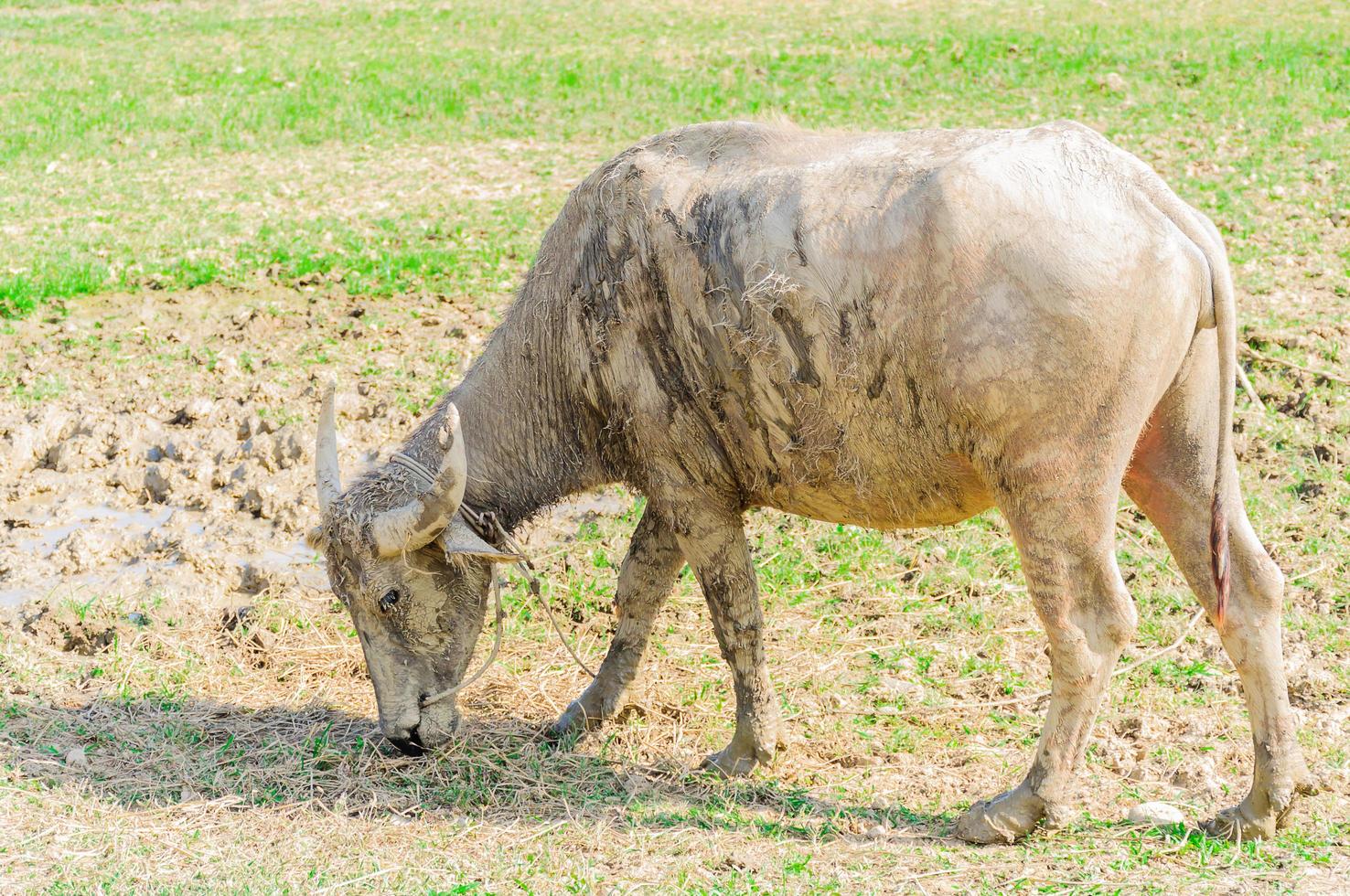 um búfalo enlameado em um campo de grama rural, chiang mai tailândia foto