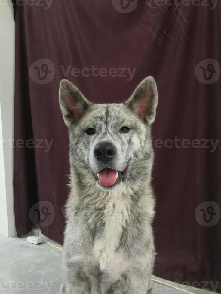 akita inu. cão mestiço akita inu e malamute. foto