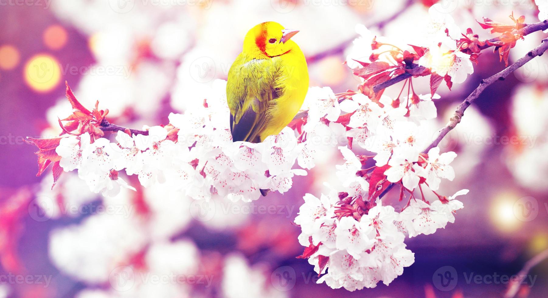 chapim sentado em um galho de árvore em clima de primavera foto