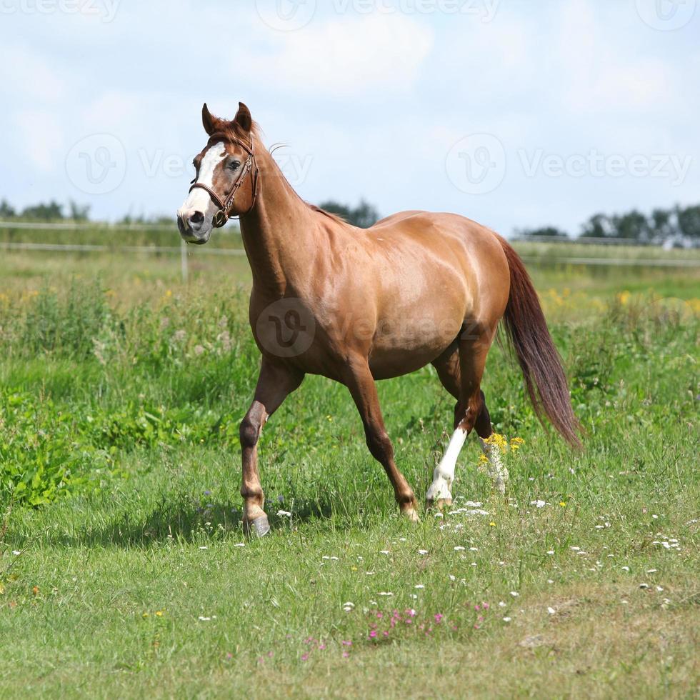 belo cavalo castanho correndo no Prado foto