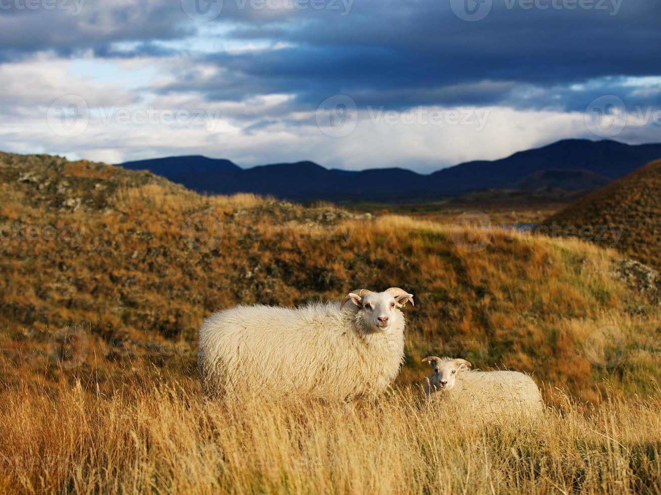 ovelha da islândia com cordeiro foto