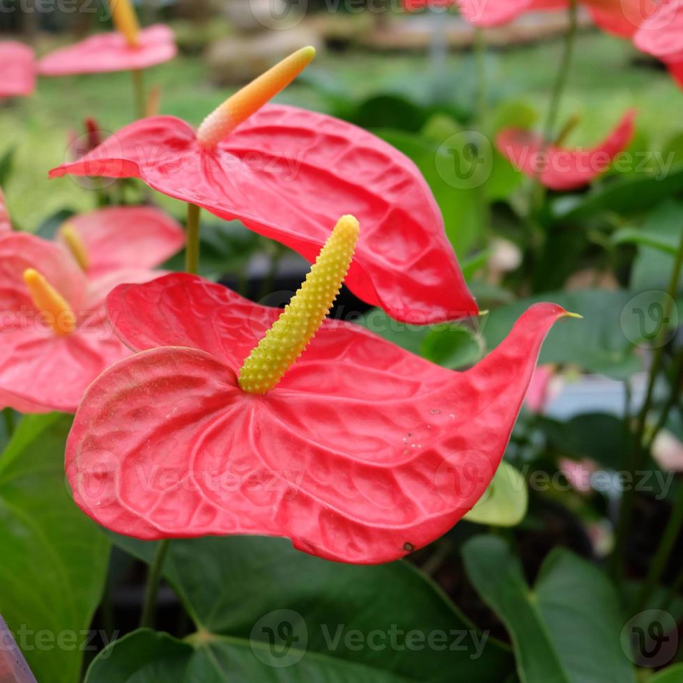 flor de flamingo ou flor de antúrio 844367 Foto de stock no Vecteezy