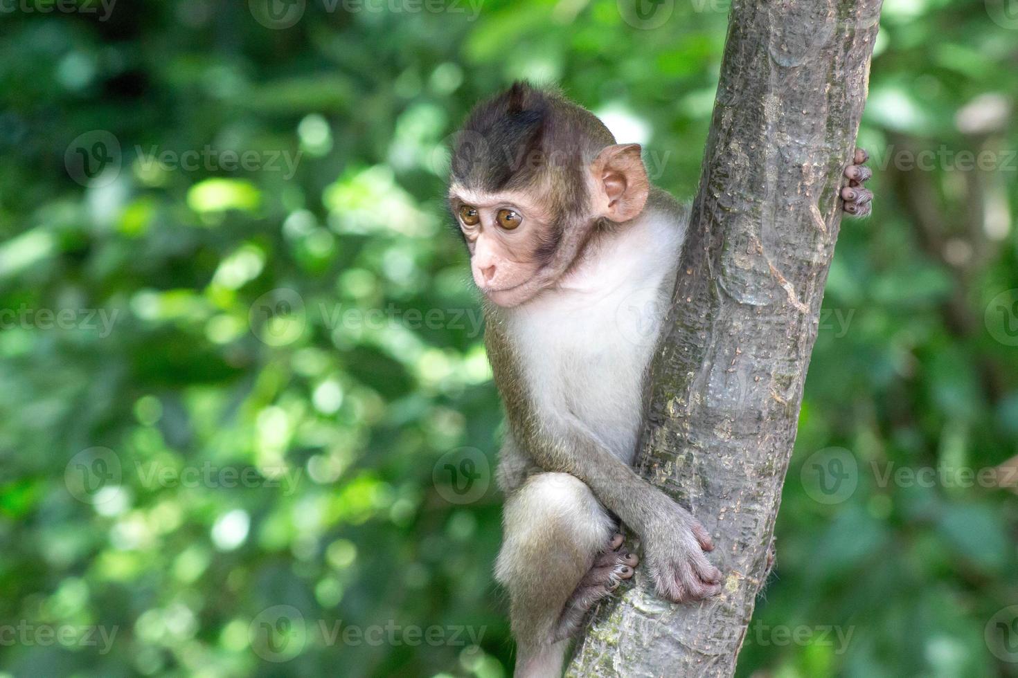 macacos bonitos 717934 Foto de stock no Vecteezy