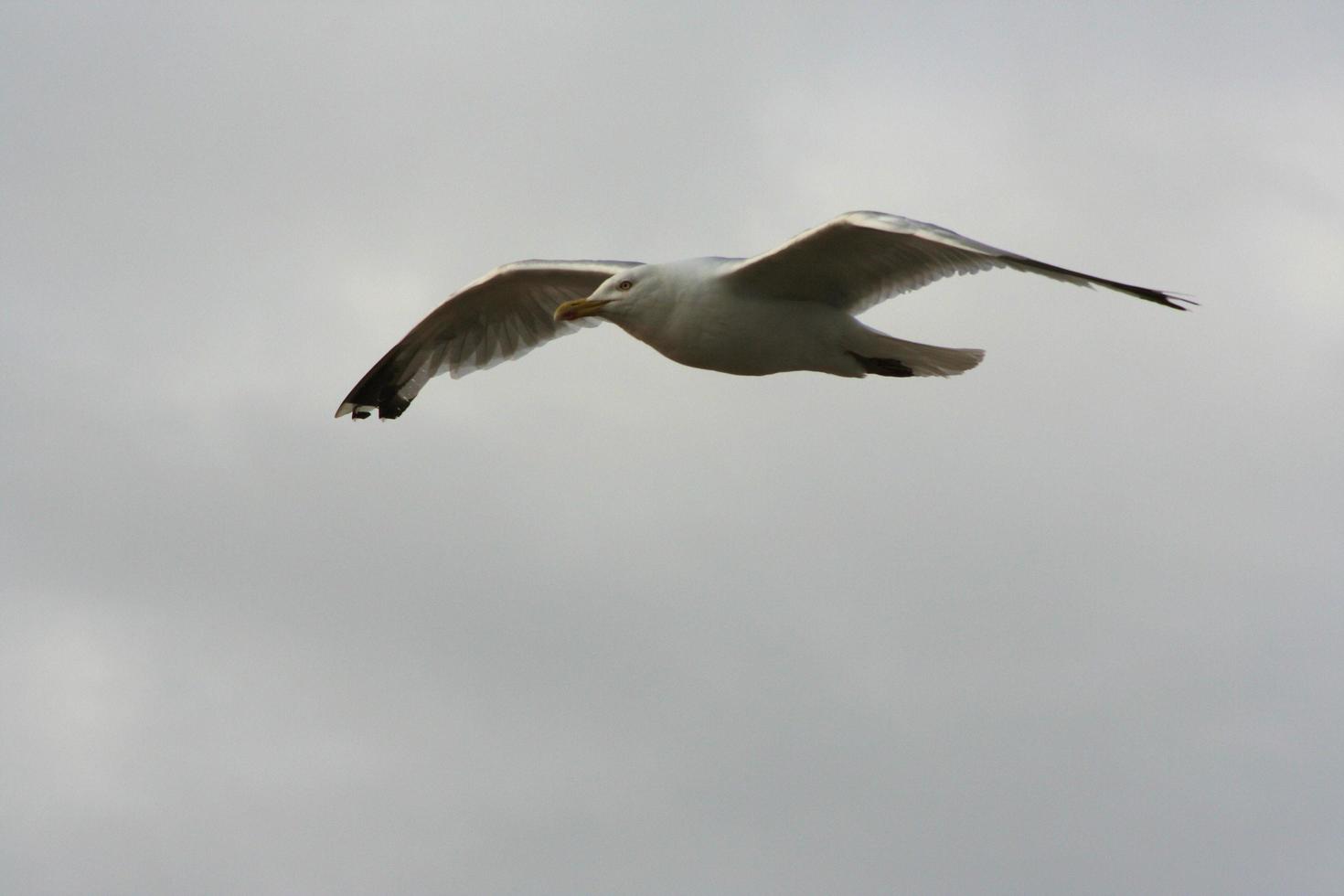 um close-up de uma gaivota foto