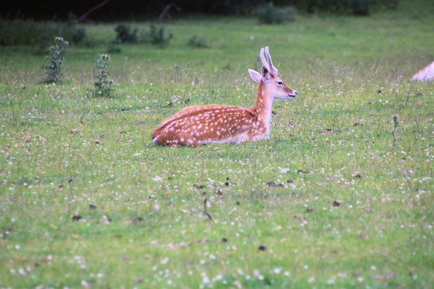 um close-up de alguns gamos no campo foto