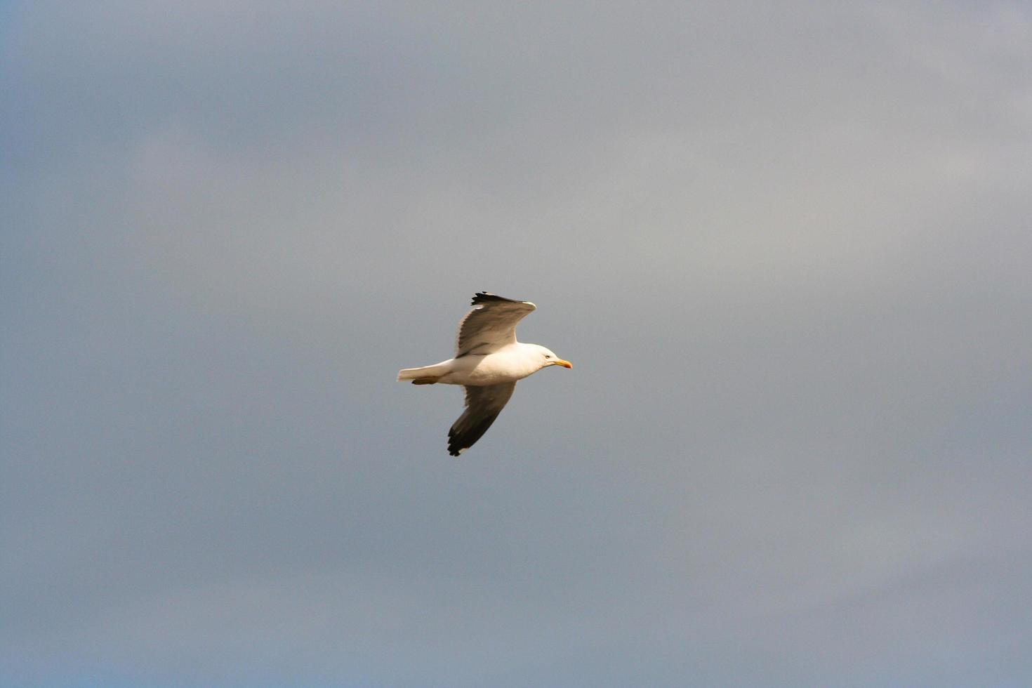 um close-up de uma gaivota foto