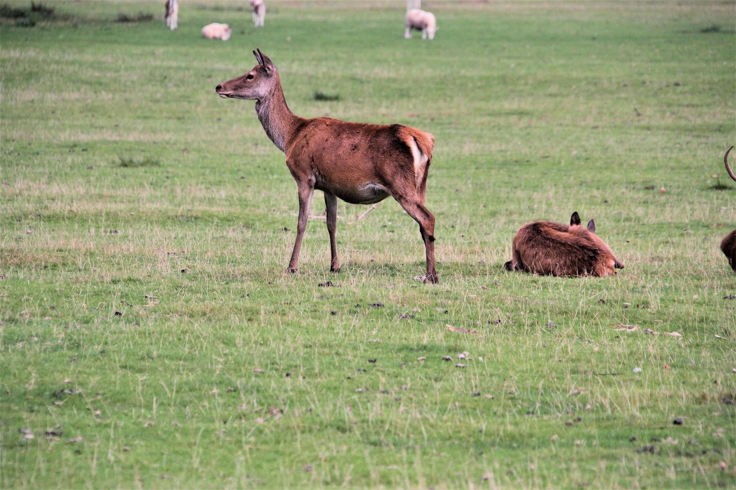 um close-up de um veado vermelho no campo foto