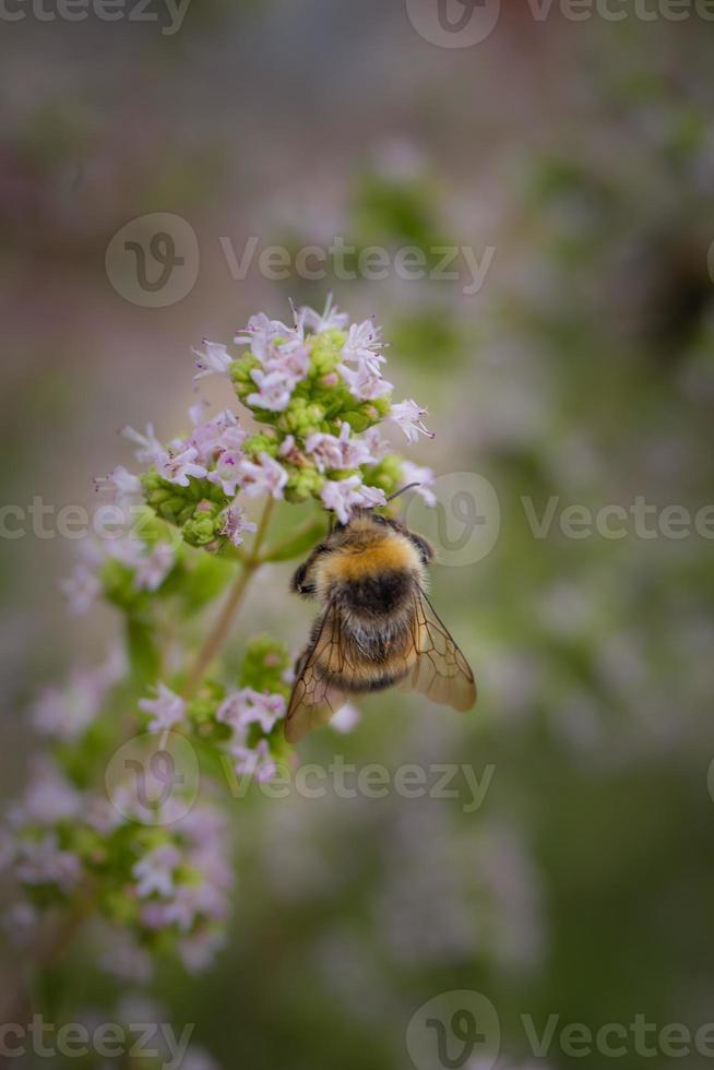 coleta de abelhas foto