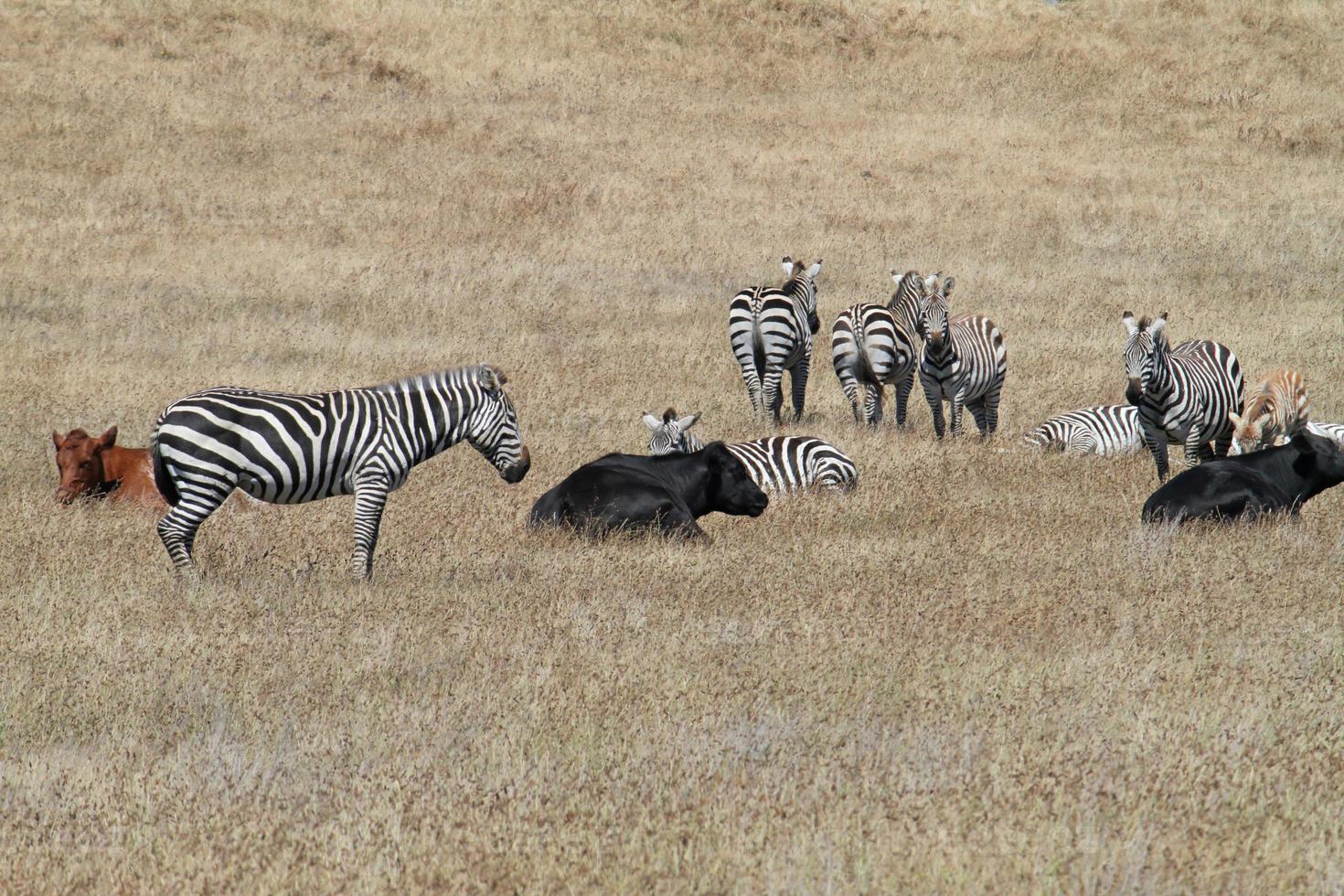 zebras selvagens em um campo de grama seca na califórnia foto