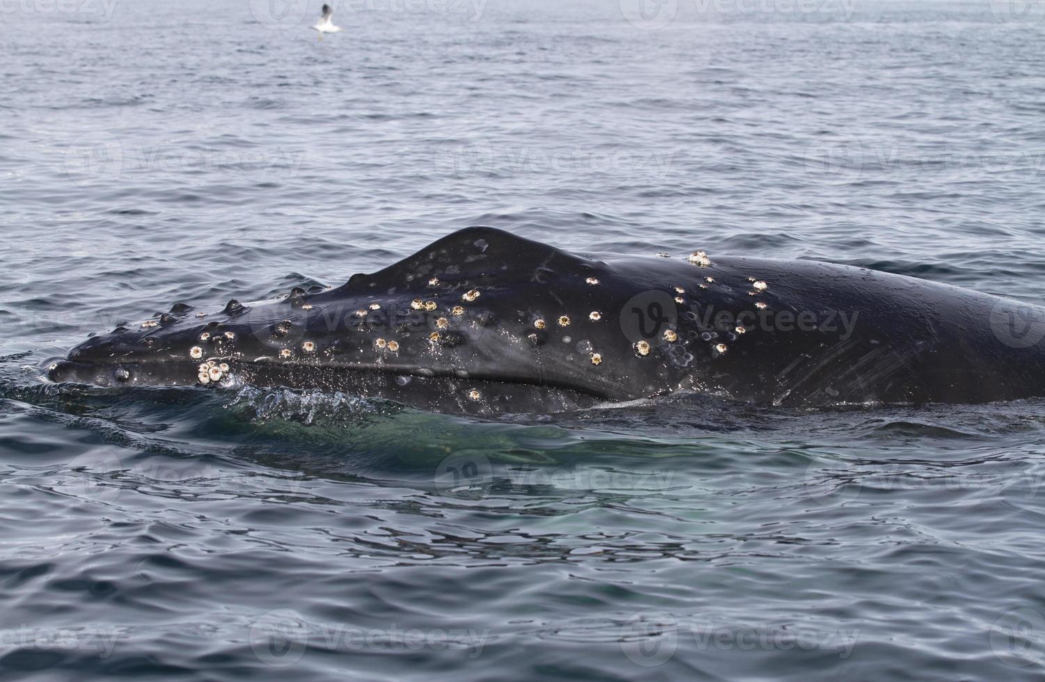 cabeça de baleia jubarte pop à superfície nas águas foto