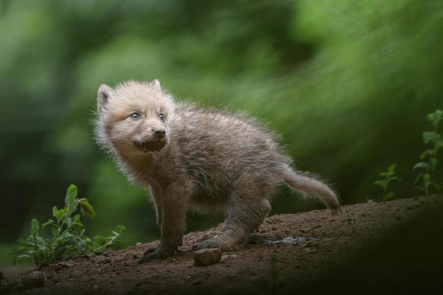 lobo ártico no zoológico foto