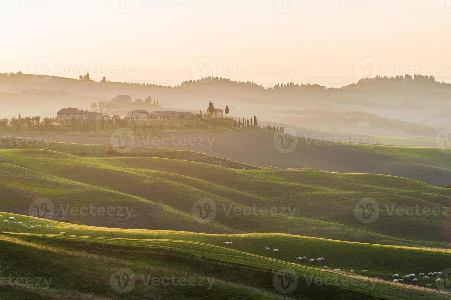 Toscana ovelhas em rolando campos verdes no pôr do sol amarelo. foto