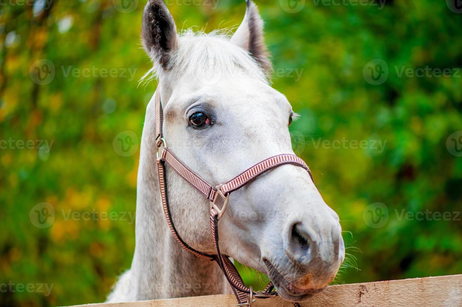 Retrato De Cavalo Da Frente Indo E Olhando Direto Para a Câmera Imagem de  Stock - Imagem de livre, cavalo: 227498407