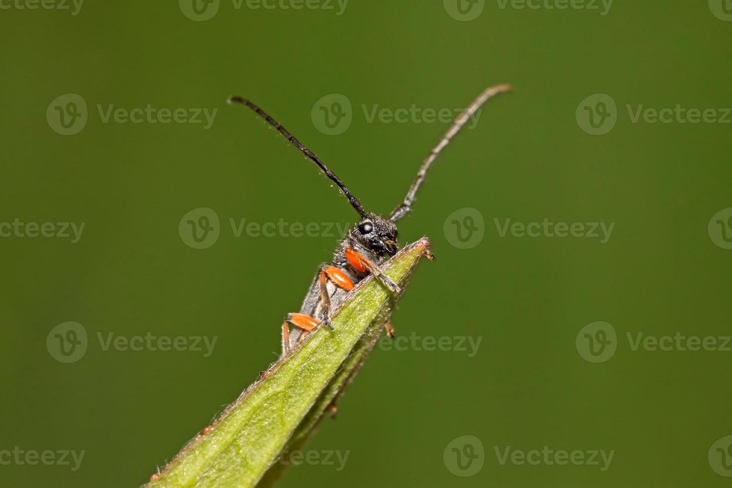 coleoptera cerambycidae insetos foto
