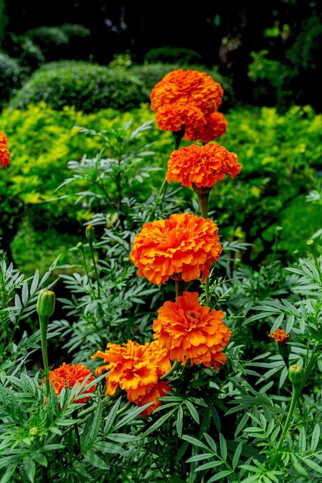 jardim de calêndula, belo jardim de flores ao ar livre, as flores são laranja. foto