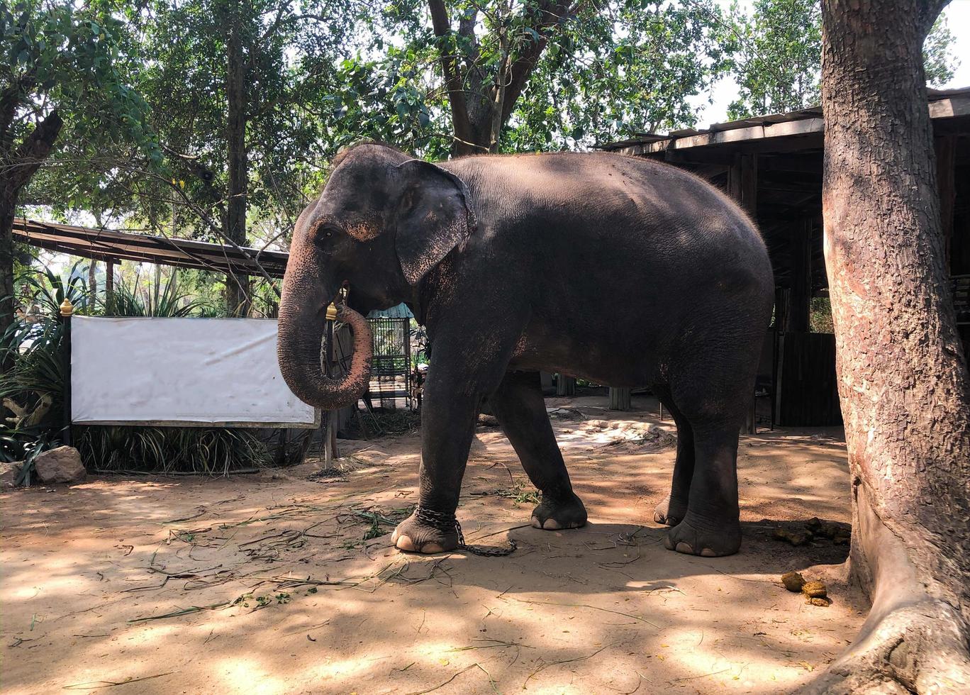 elefantes tailandeses em uma vila de elefantes em pattaya foto