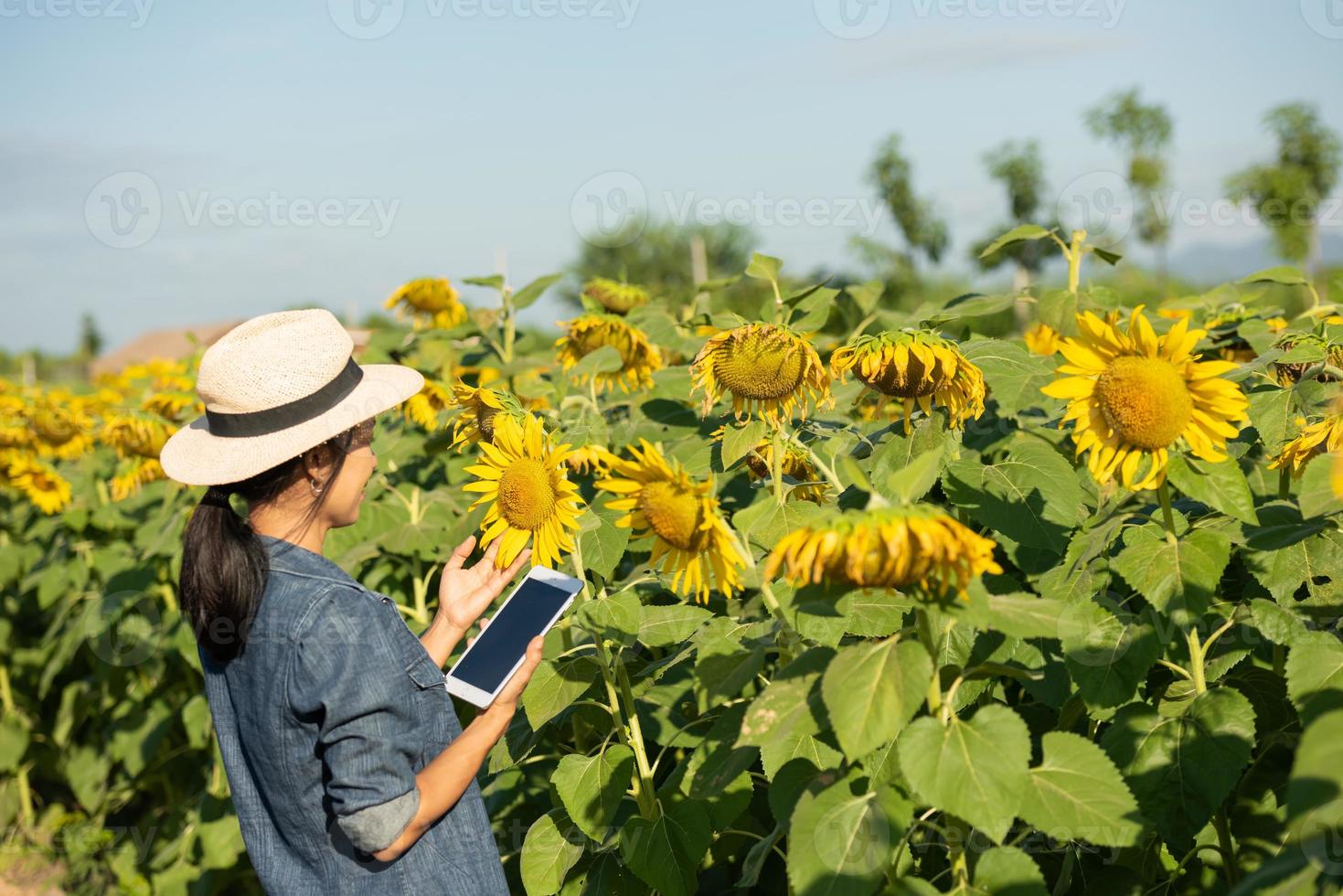 agrônomo com um tablet nas mãos trabalha em campo com girassóis. fazer vendas online. a garota trabalha em campo fazendo a análise do crescimento da cultura de plantas. tecnologia moderna. conceito de agricultura. foto