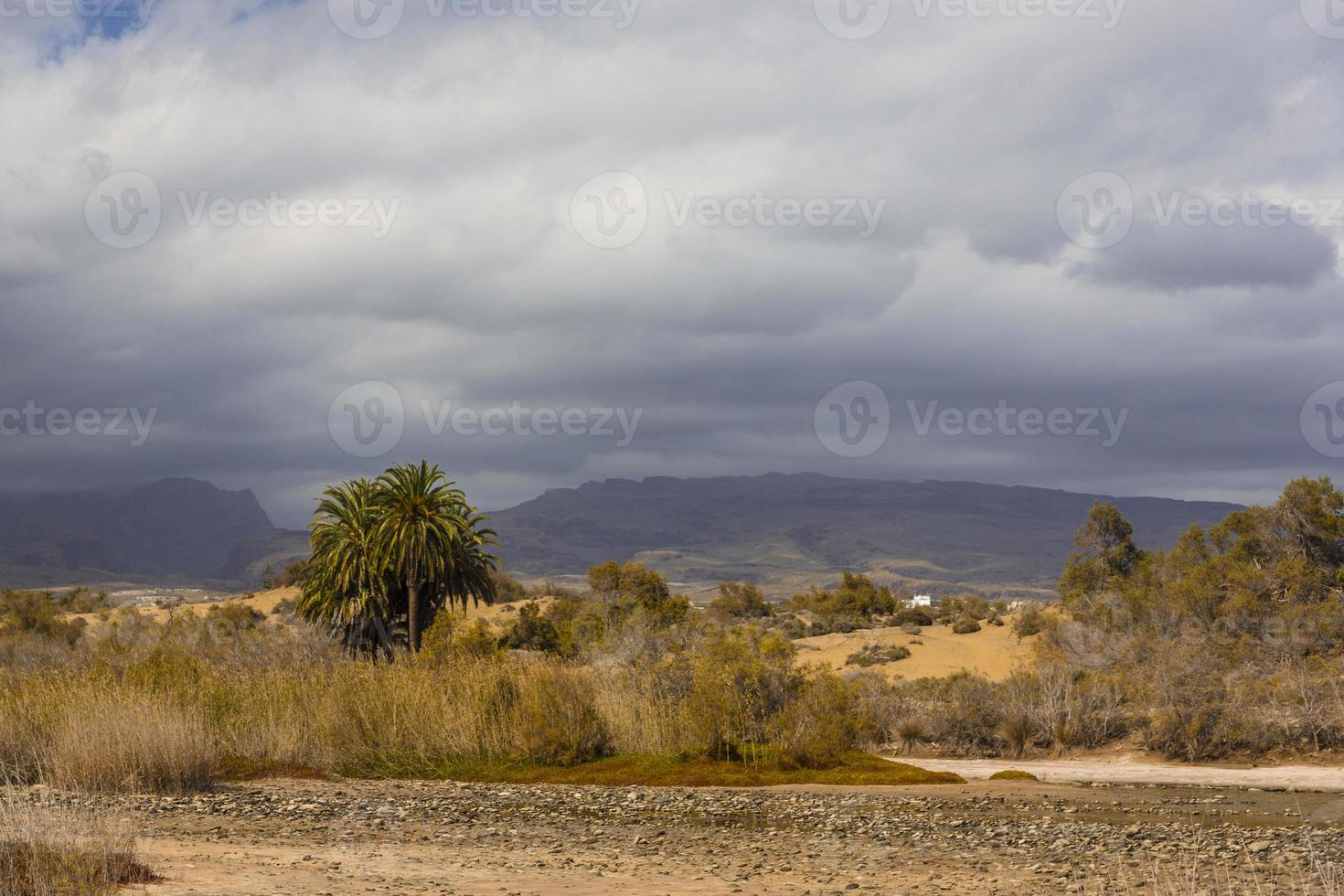 oásis em maspalomas dunas foto