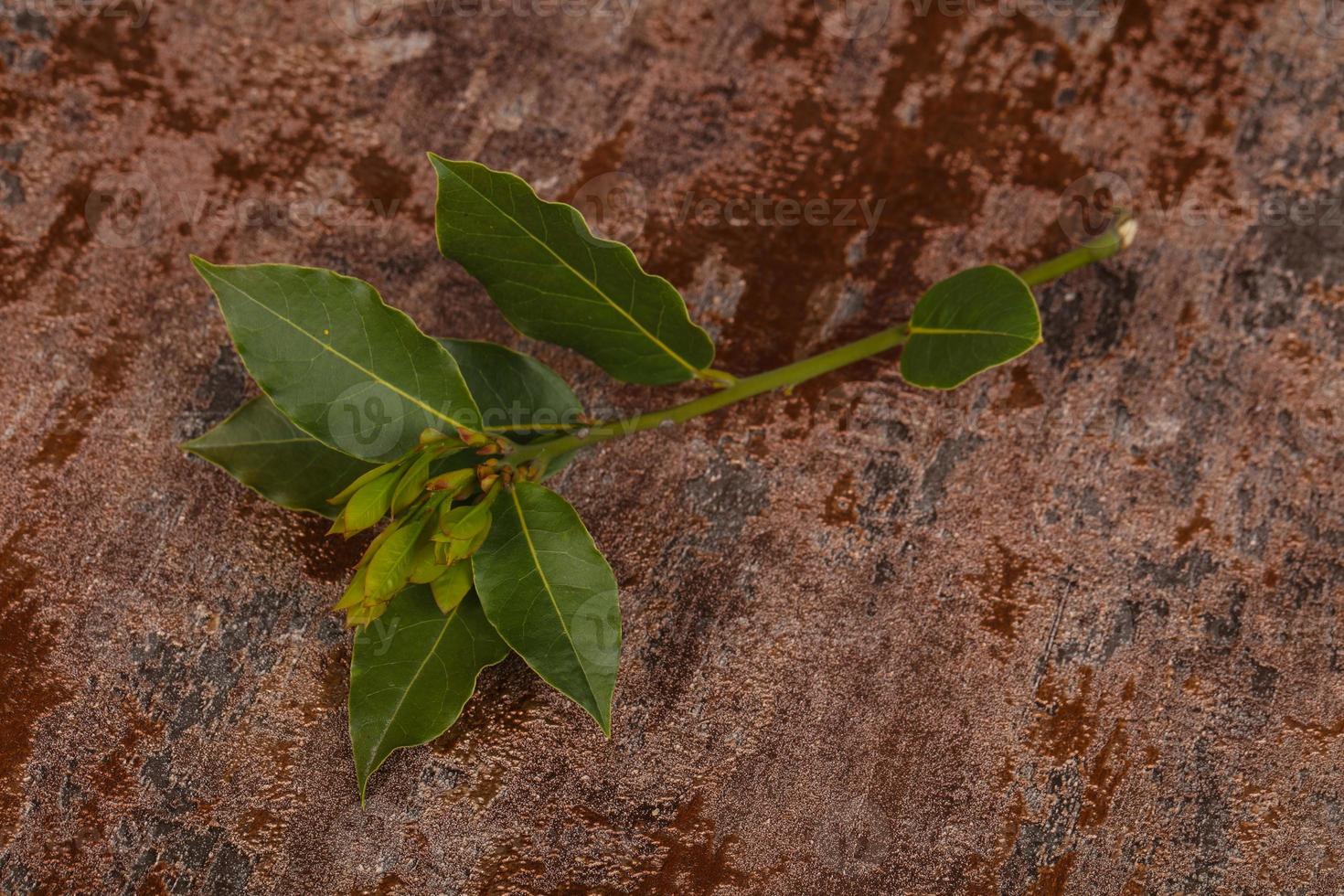 ramo de louro verde jovem aroma foto