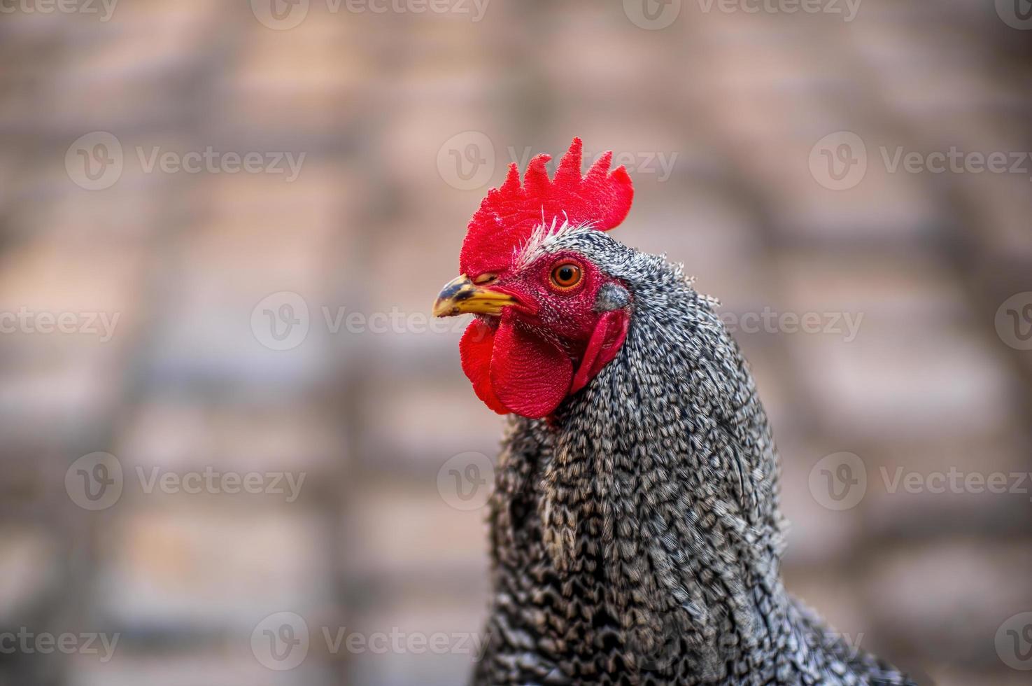 um galo de aves domésticas em um galinheiro foto