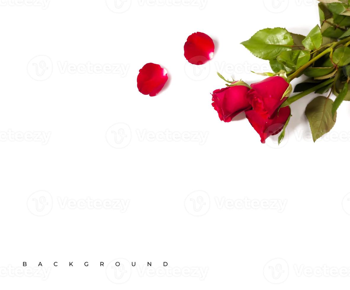 flor rosa vermelha sobre fundo branco. cartão de dia dos namorados. fundo de amor foto
