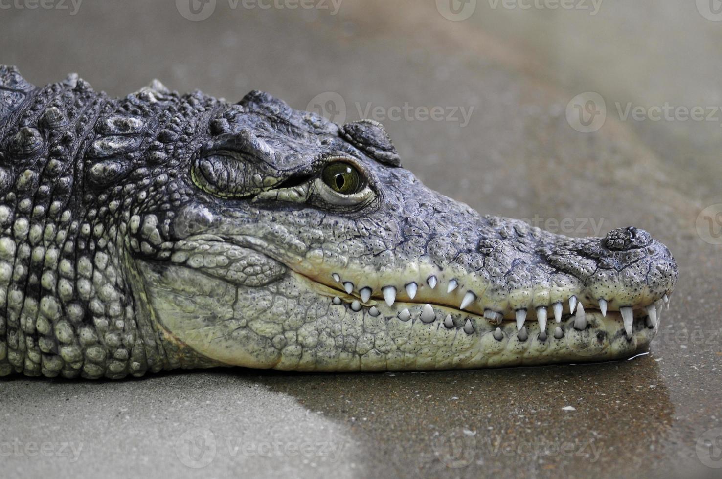retrato de crocodilo do Nilo foto