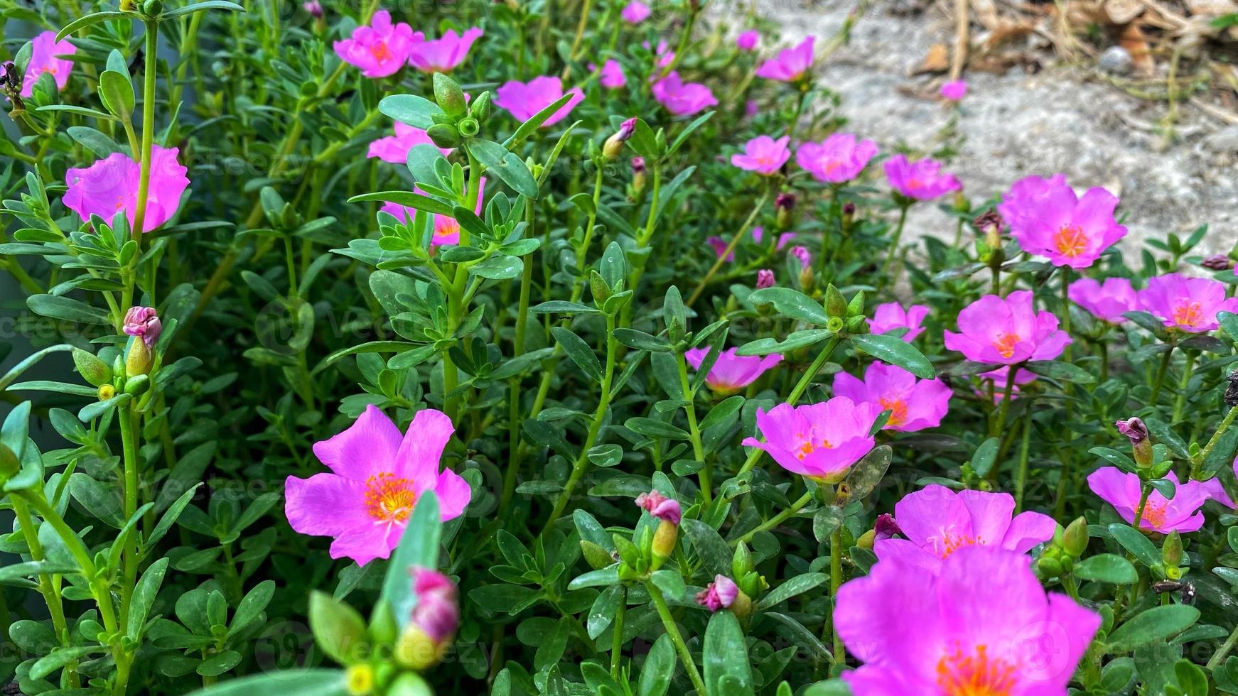 lindas flores desabrochando no jardim foto