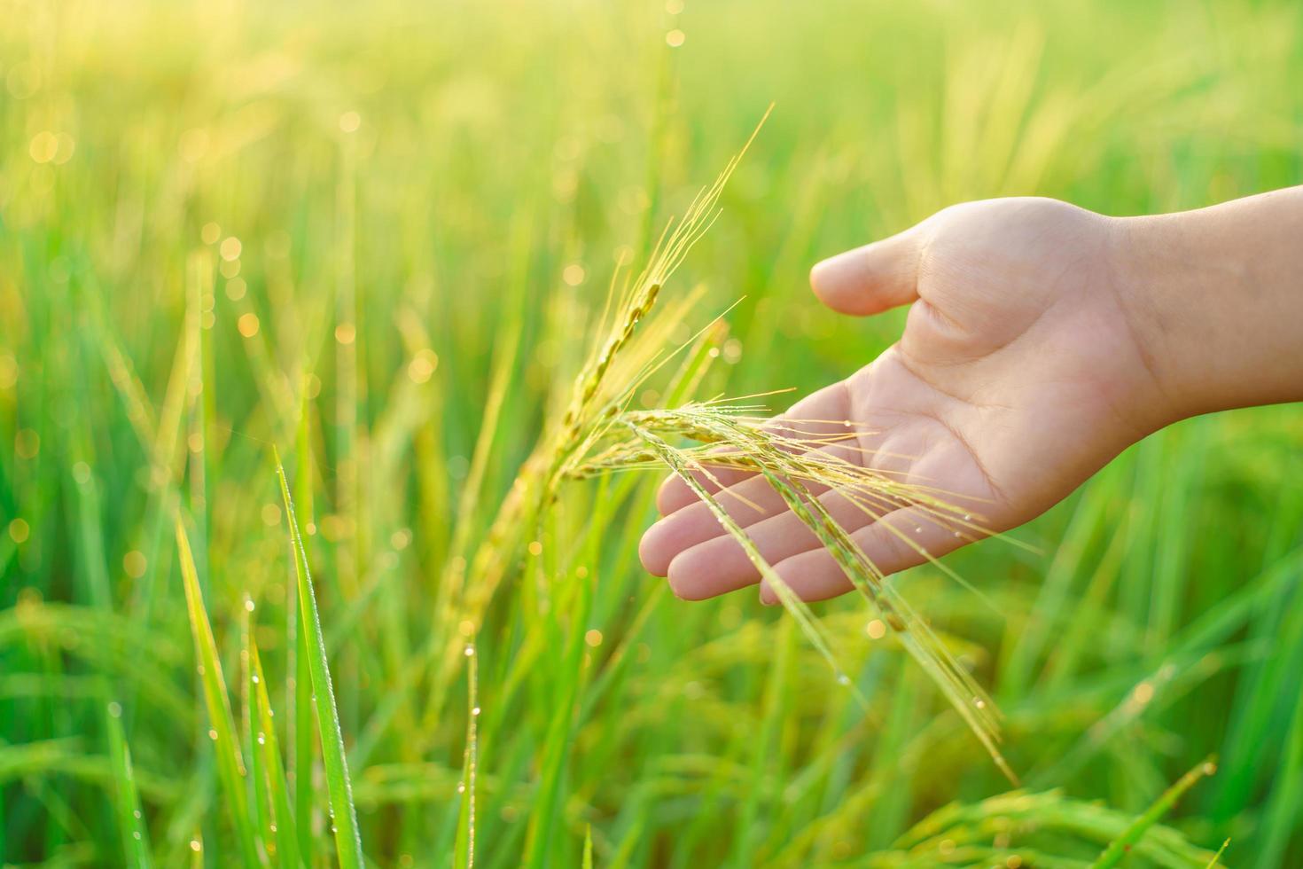 feixes de arroz nas mãos de uma agricultora, bokeh de orvalho cai em um grão de arroz em um campo pela manhã. foco suave. foto