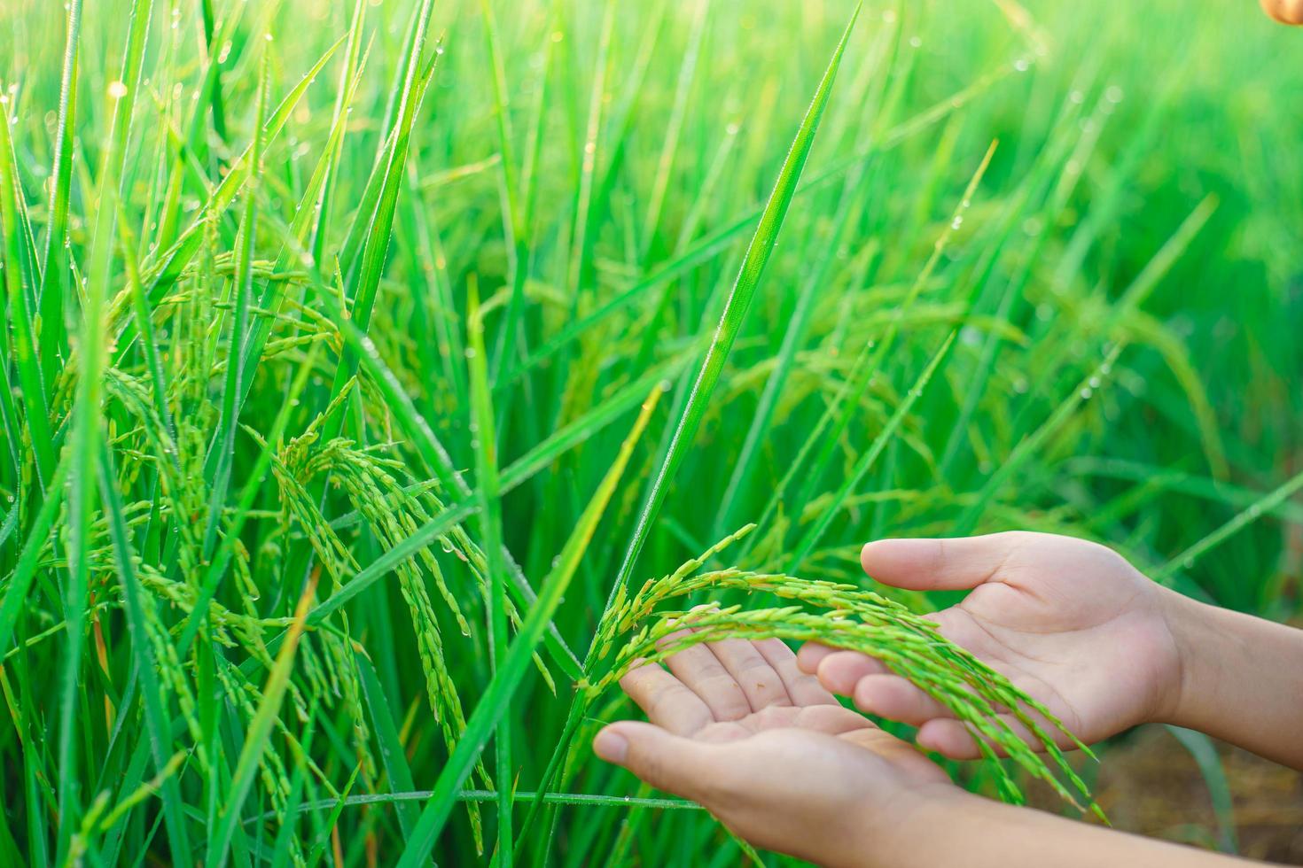 feixes de arroz nas mãos de uma agricultora, bokeh de orvalho cai em um grão de arroz em um campo pela manhã. foco suave. foto