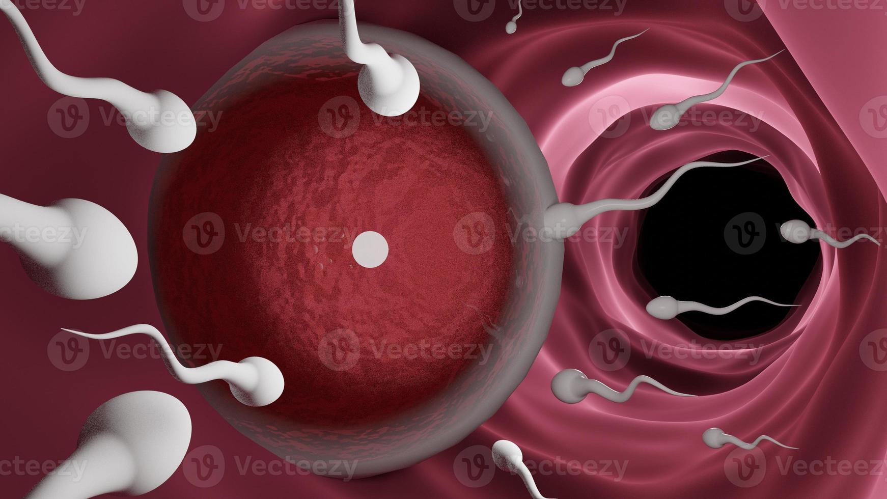 esperma masculino e óvulo cells.the fertilidade do esperma do movimento dos homens após o sexo no fundo vermelho .3d render ilustração. foto