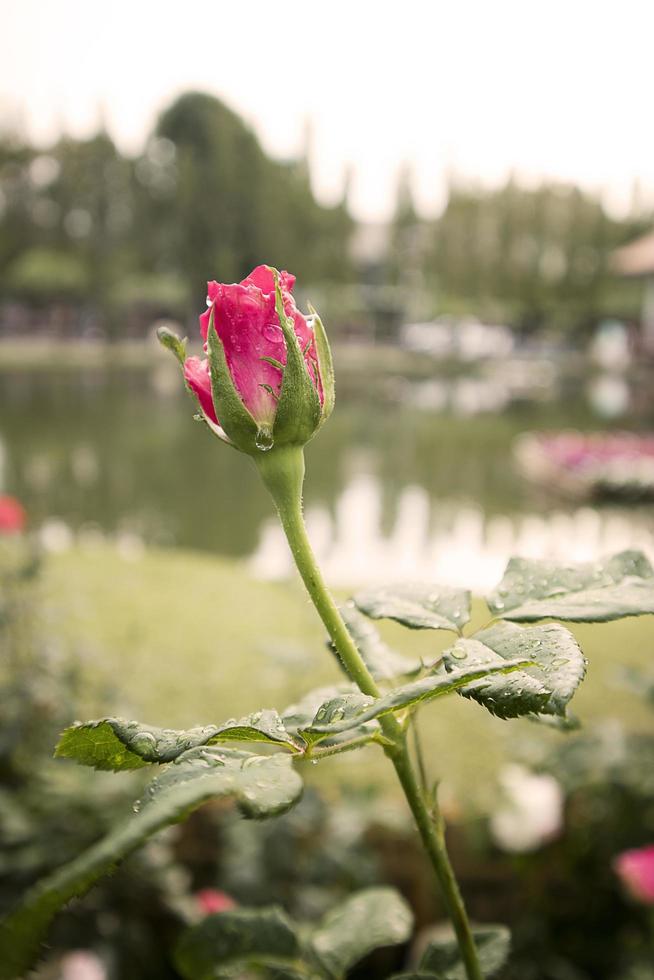 rosas recém-desabrochando no jardim e luz natural ao pôr do sol. foto