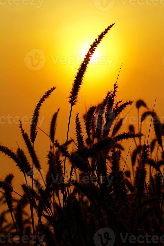 feche a silhueta de flores de grama com fundo de sol ao nascer ou pôr do sol - beleza da natureza, luz solar e conceito de planta foto