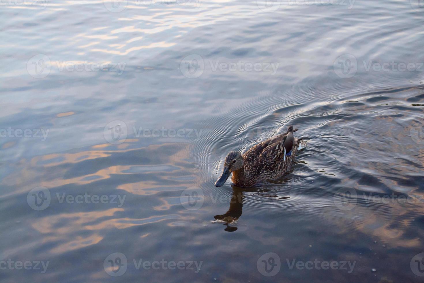 pato selvagem nada no lago ao pôr do sol. foto