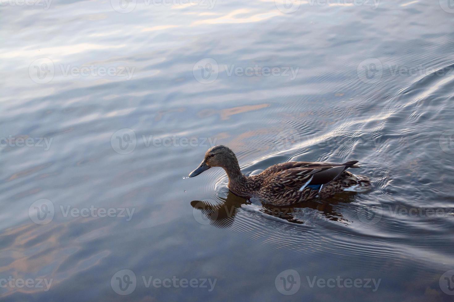 pato selvagem nada no lago ao pôr do sol. foto