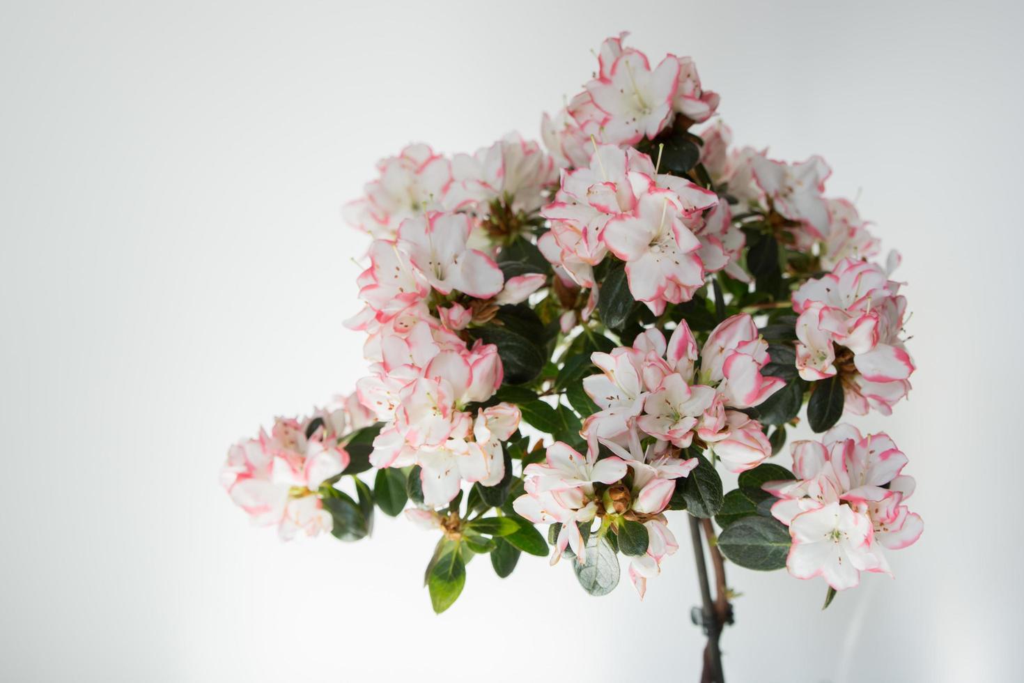 azálea florescendo com flores rosa e brancas. fundo branco foto