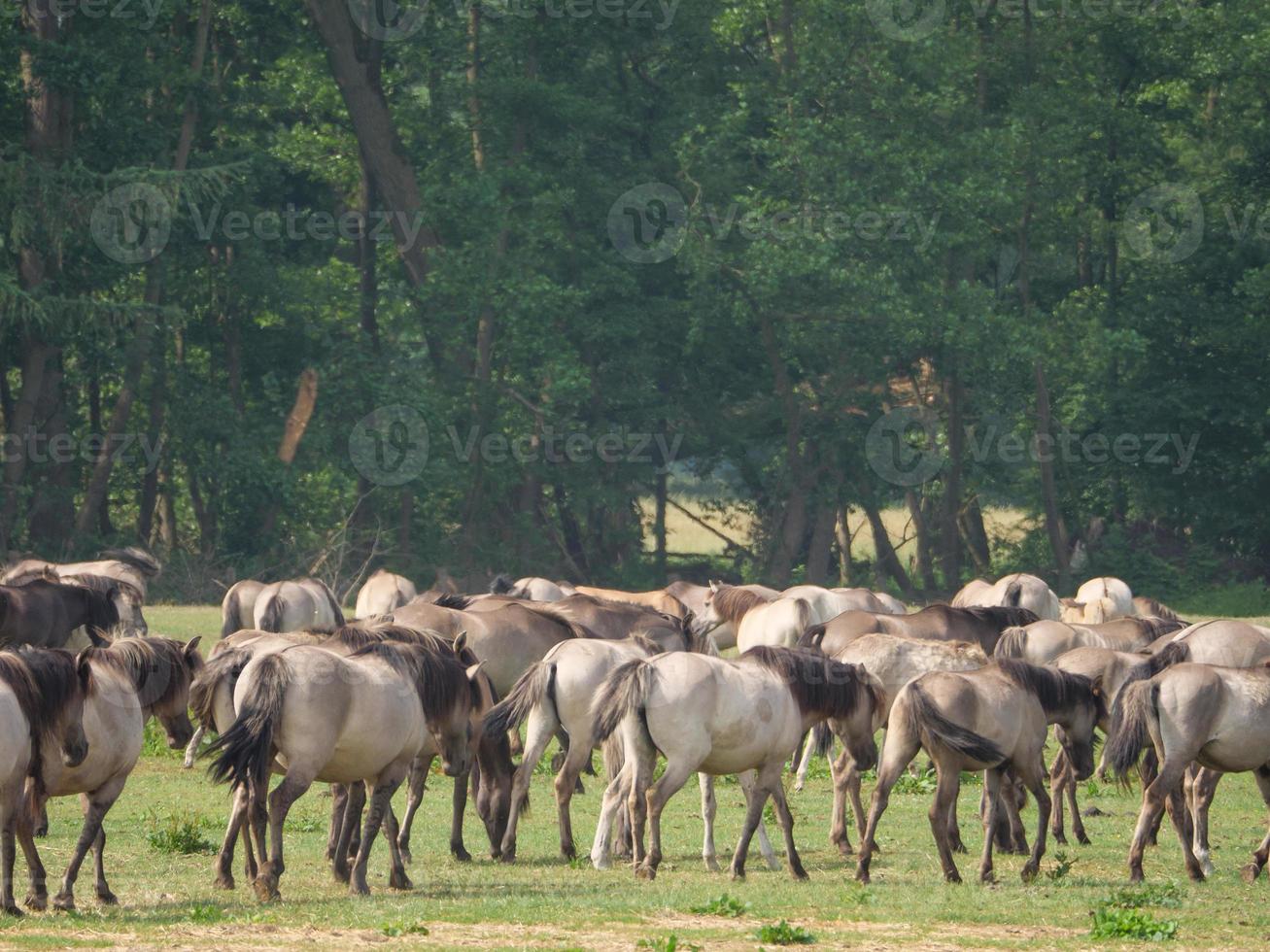 cavalo selvagem na alemanha foto