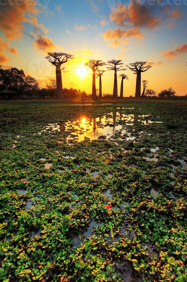 lagoa de baobá ao pôr do sol foto