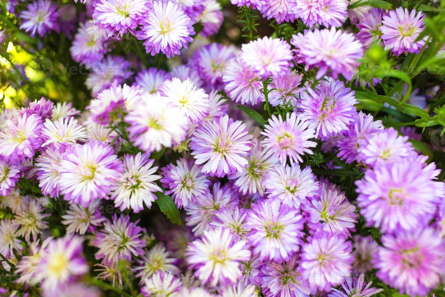 symphyotrichum cordifolium, comumente conhecido como o áster azul comum. ásteres de madeira azul e ásteres de madeira azul-púrpura é uma planta herbácea com flores semelhantes às margaridas azuis. foto